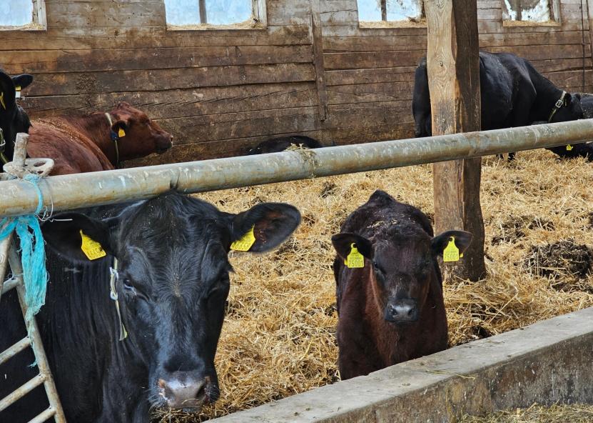 Asociatyvi nuotr. Gedimino Stanišausko nuotr. 