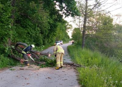 Nuverstas medis. Rinkos aikštės nuotr.