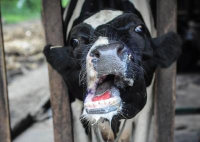 Asociatyvi nuotr. Ajovos universiteto nuotr.