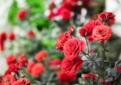 Rožės. Žinoti.lt nuotr.