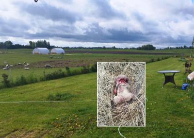 Įvykio nuotr. Laimono Zaveckio nuotr.