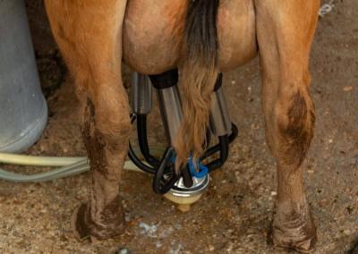 Asociatyvi nuotr. Pieno ūkis nuotr.