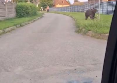 Meška Vilniaus apylinkėse. Gyventojų nuotrauka.