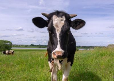 Asociatyvi nuotr. Pieno ūkis nuotr.