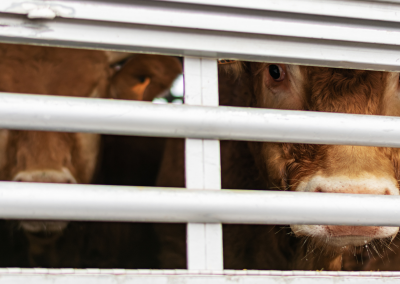 Gyvulių tranzitas. VMVT nuotr.