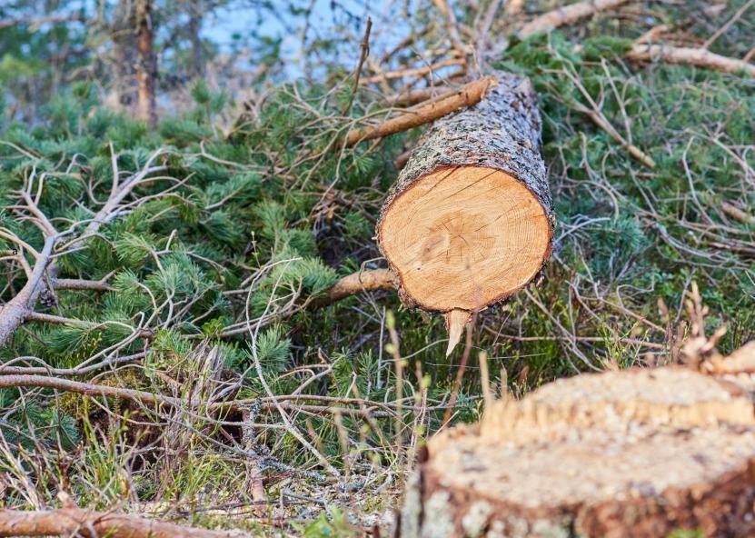 Nukirsta eglė. AM nuotr. 