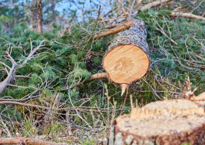 Nukirsta eglė. AM nuotr.