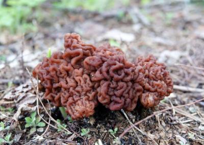 Bobausis. VMT nuotr.