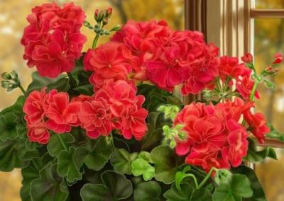 Pelargonija.