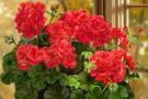 Pelargonija.