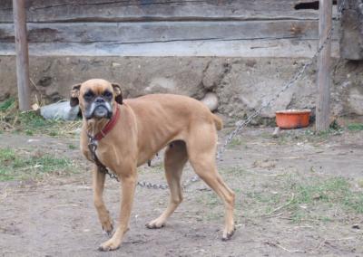 Pririštas šuo ateityje gali būti traktuojama kaip pažeidimas. Gedimino Nemunaičio nuotr.